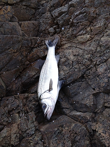 ヒラスズキの釣果