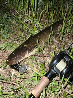 ナマズの釣果