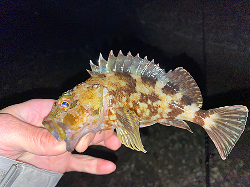 カサゴの釣果