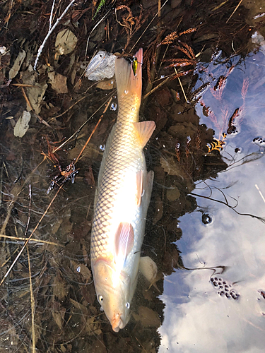 コイの釣果