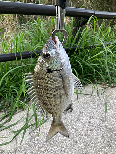 ミナミクロダイの釣果