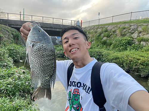 ティラピアの釣果