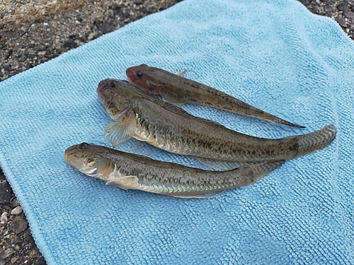 ハゼの釣果