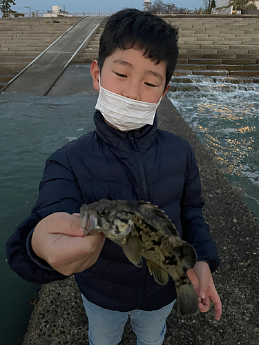 タケノコメバルの釣果