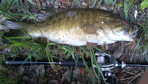 スモールマウスバスの釣果