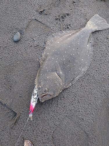 ヒラメの釣果