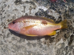 ヨコスジフエダイの釣果