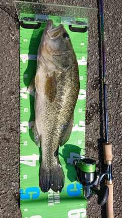 ブラックバスの釣果