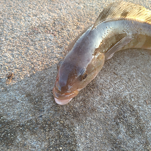 ホッケの釣果