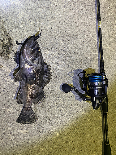 クロソイの釣果