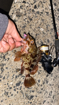 アラカブの釣果