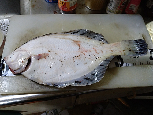 カレイの釣果