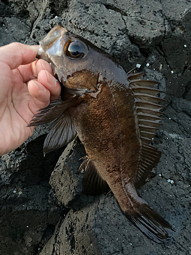 メバルの釣果