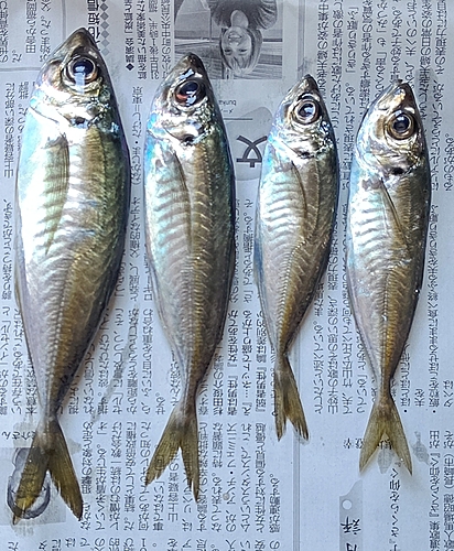 アジの釣果