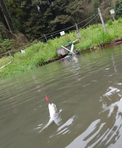 ニジマスの釣果