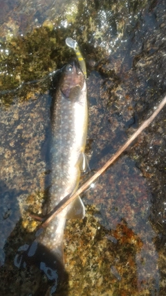 イワナの釣果