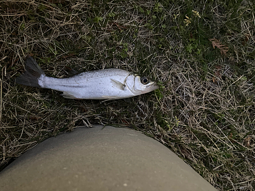 セイゴ（ヒラスズキ）の釣果