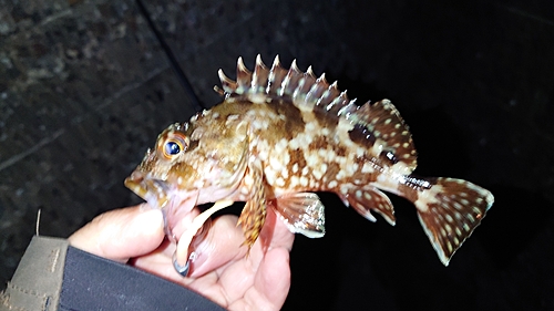 アラカブの釣果