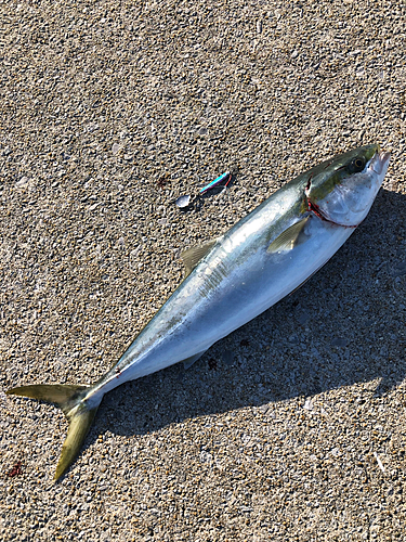 ヤズの釣果