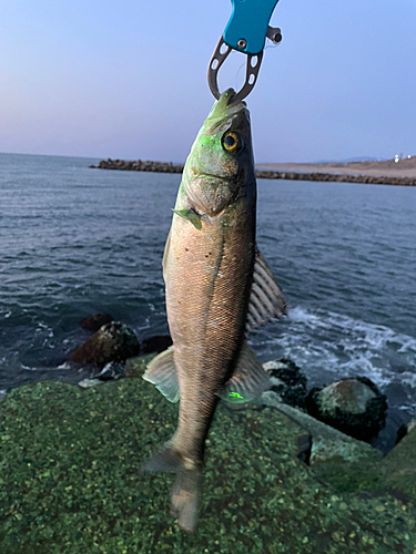 釣果