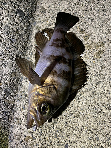 メバルの釣果