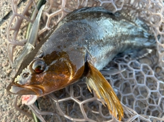 アイナメの釣果