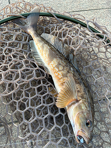 ホッケの釣果