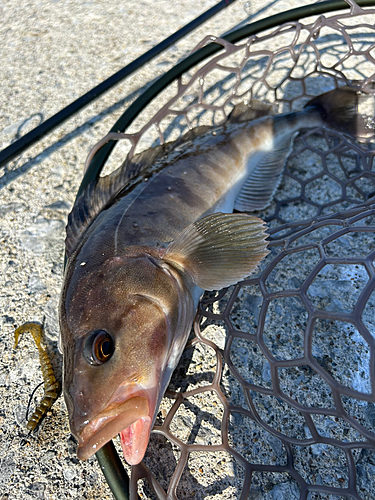 ホッケの釣果