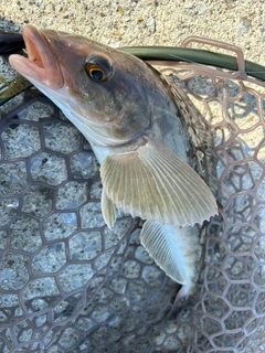 ホッケの釣果