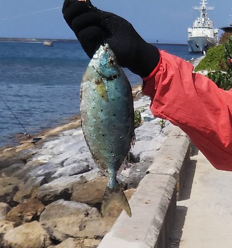 ハナアイゴの釣果