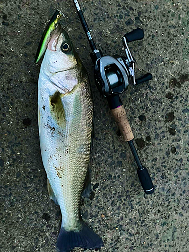 シーバスの釣果