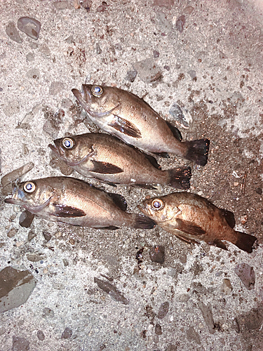 メバルの釣果