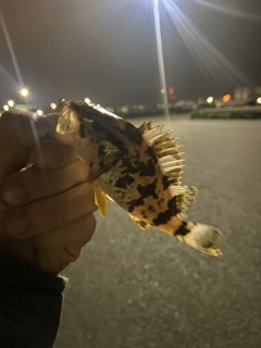 タケノコメバルの釣果