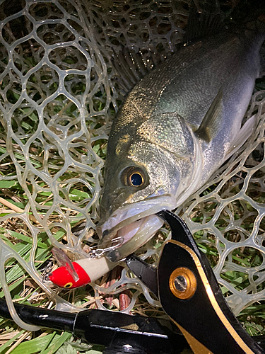 スズキの釣果