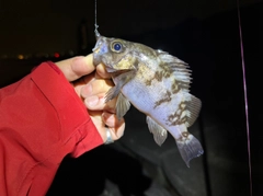 シロメバルの釣果