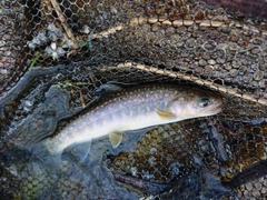 イワナの釣果