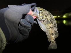 タケノコメバルの釣果