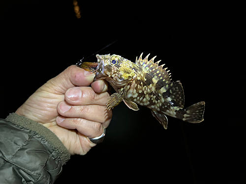 カサゴの釣果