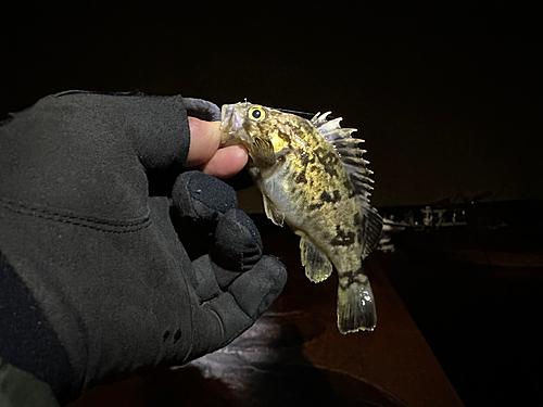 タケノコメバルの釣果