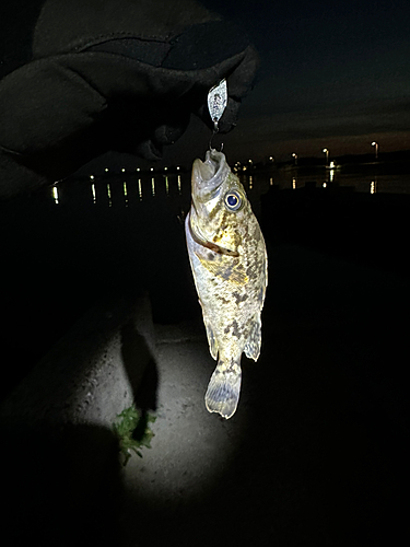 タケノコメバルの釣果