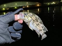 タケノコメバルの釣果