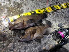 クロメバルの釣果