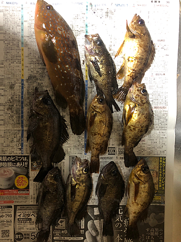 メバルの釣果