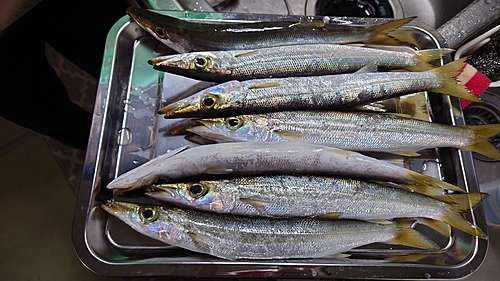 カマスの釣果