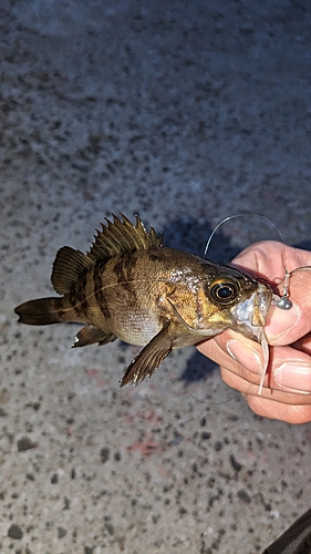 メバルの釣果