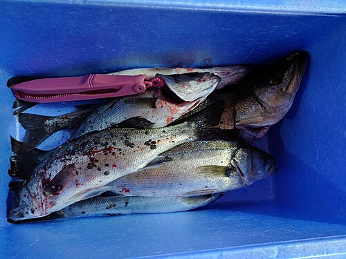 シーバスの釣果