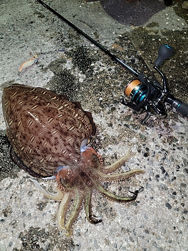 モンゴウイカの釣果