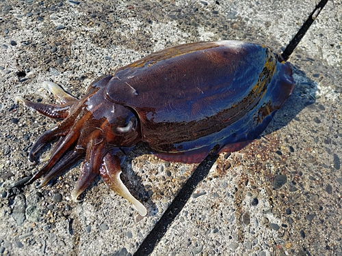 コウイカの釣果