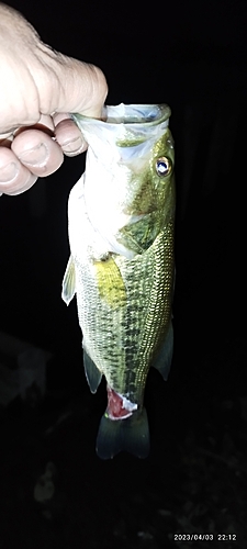 ブラックバスの釣果