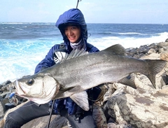 ヒラスズキの釣果